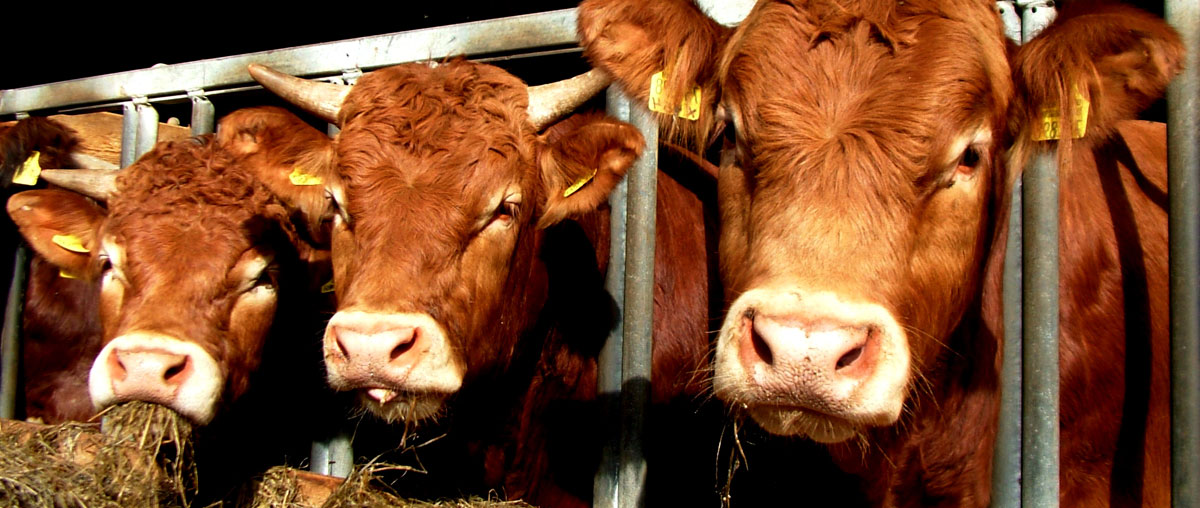 Uraubsbauernhof im Bayerischen Wald